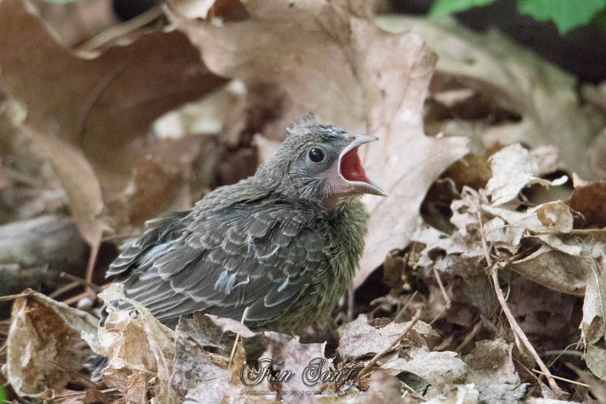 Brown-headed Cowbird - ML342616691