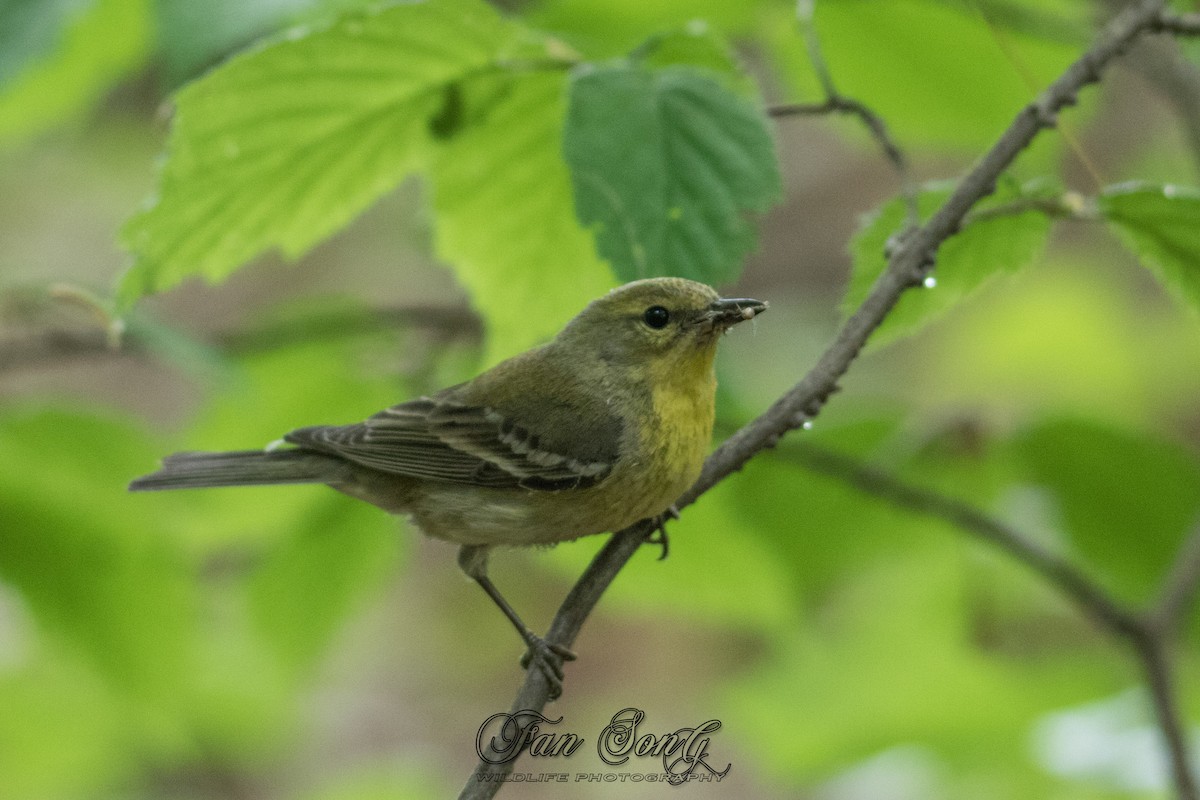 Pine Warbler - Fan Song