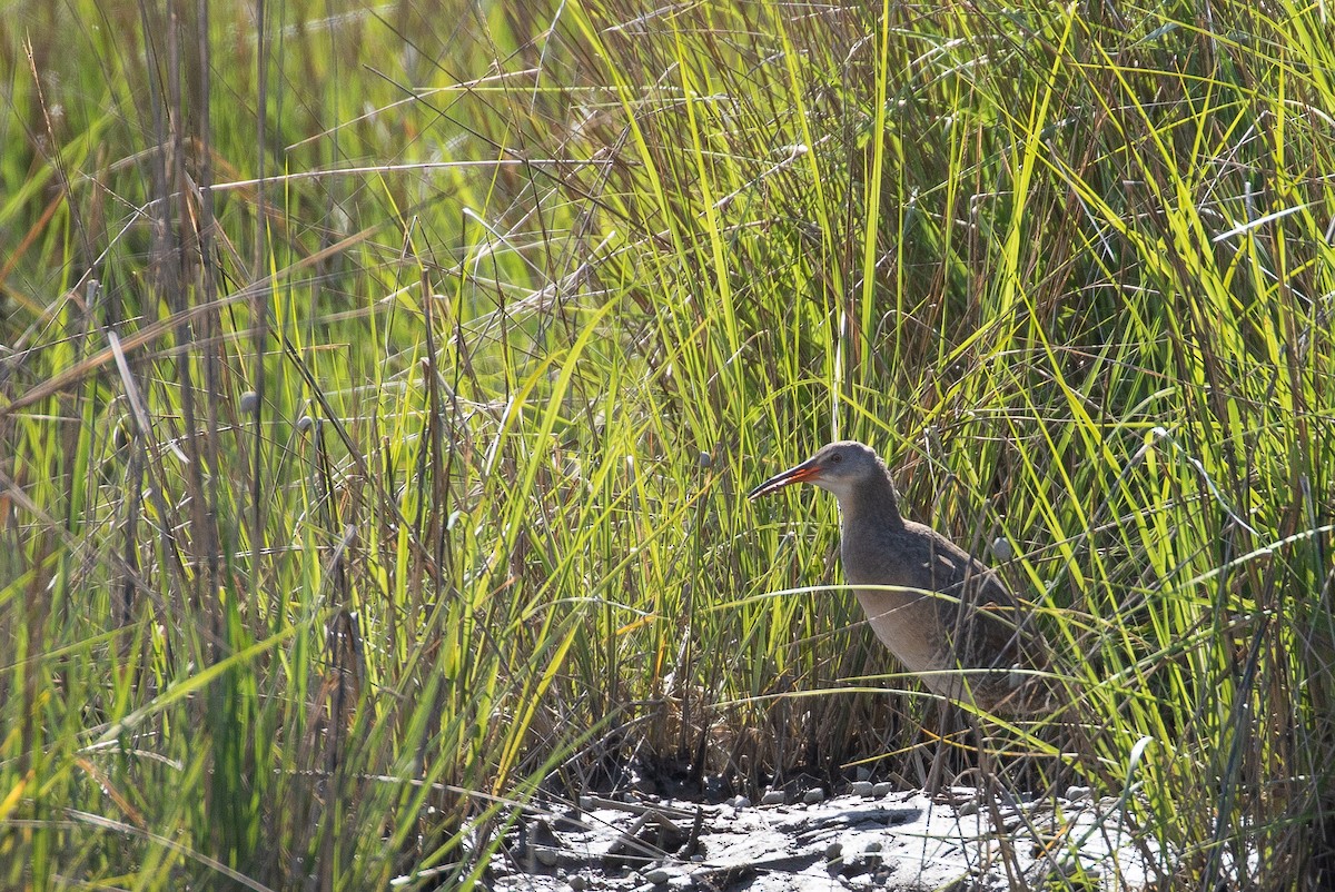 Clapper Rail - ML342617241