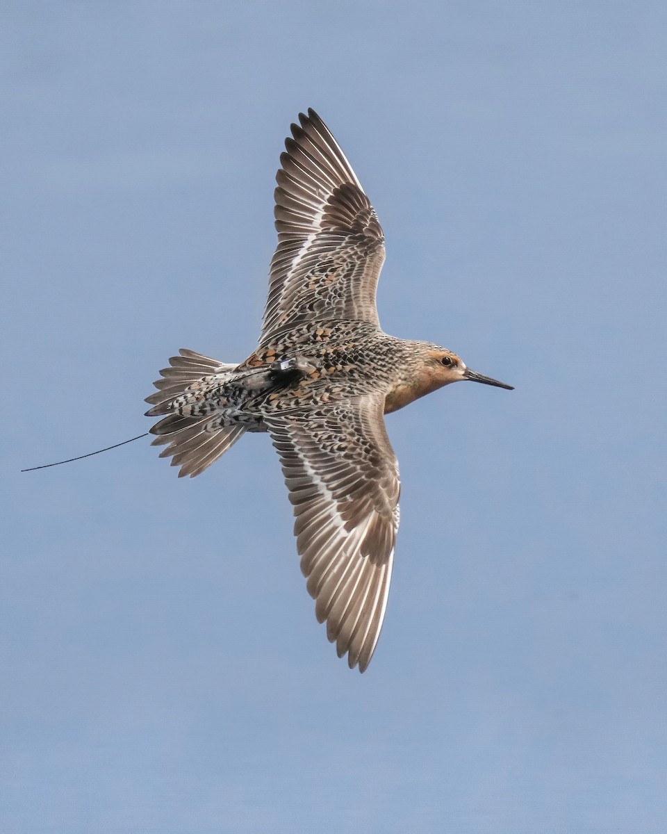 Red Knot - ML342617561