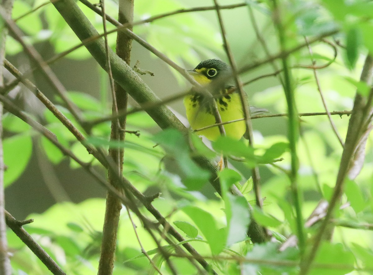 Canada Warbler - ML342617961