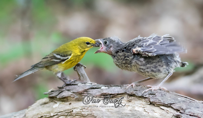 Pine Warbler - ML342618291