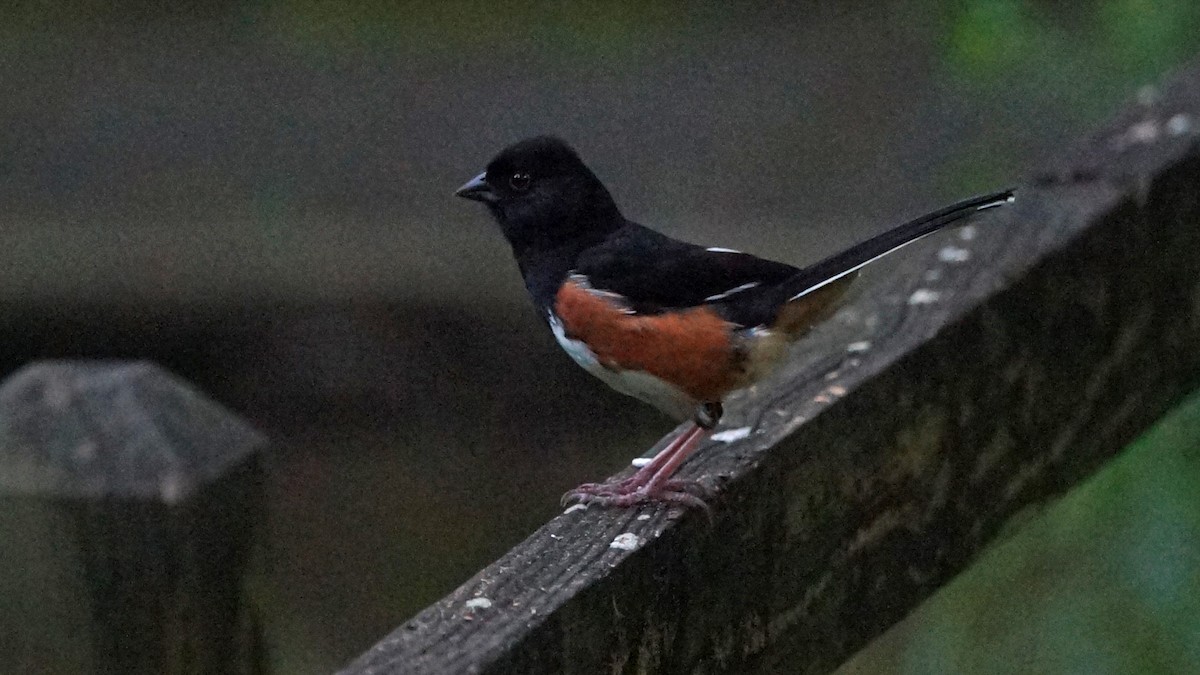 Eastern Towhee - ML342618681