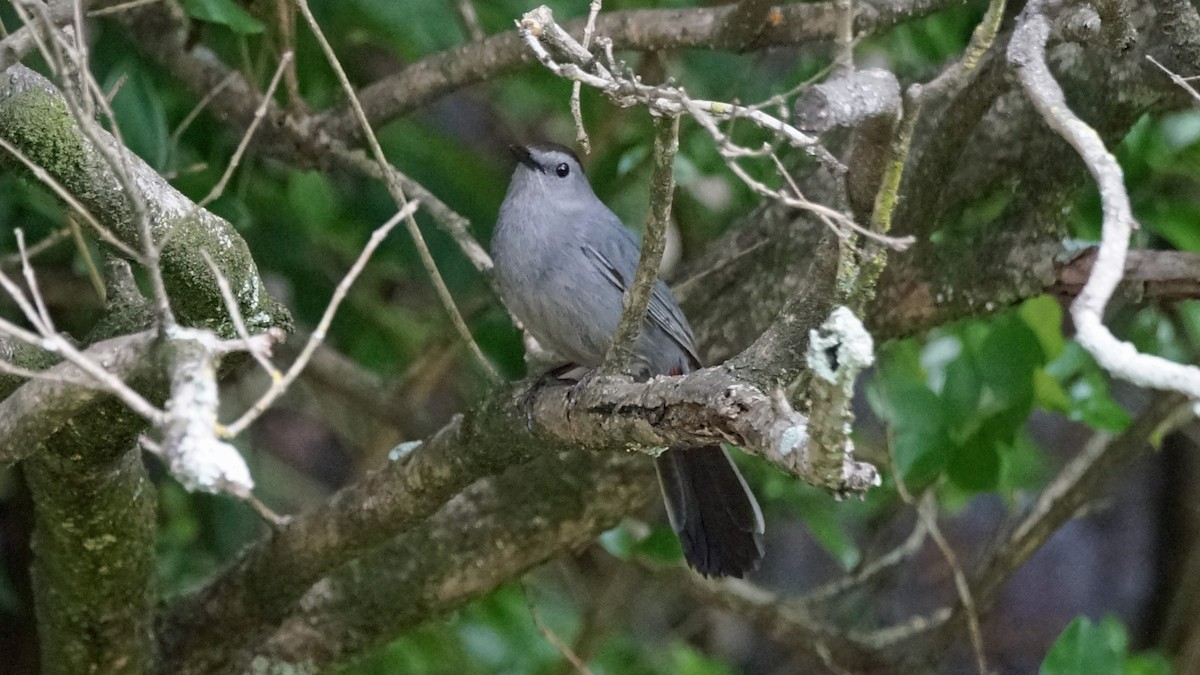 Pájaro Gato Gris - ML342618751