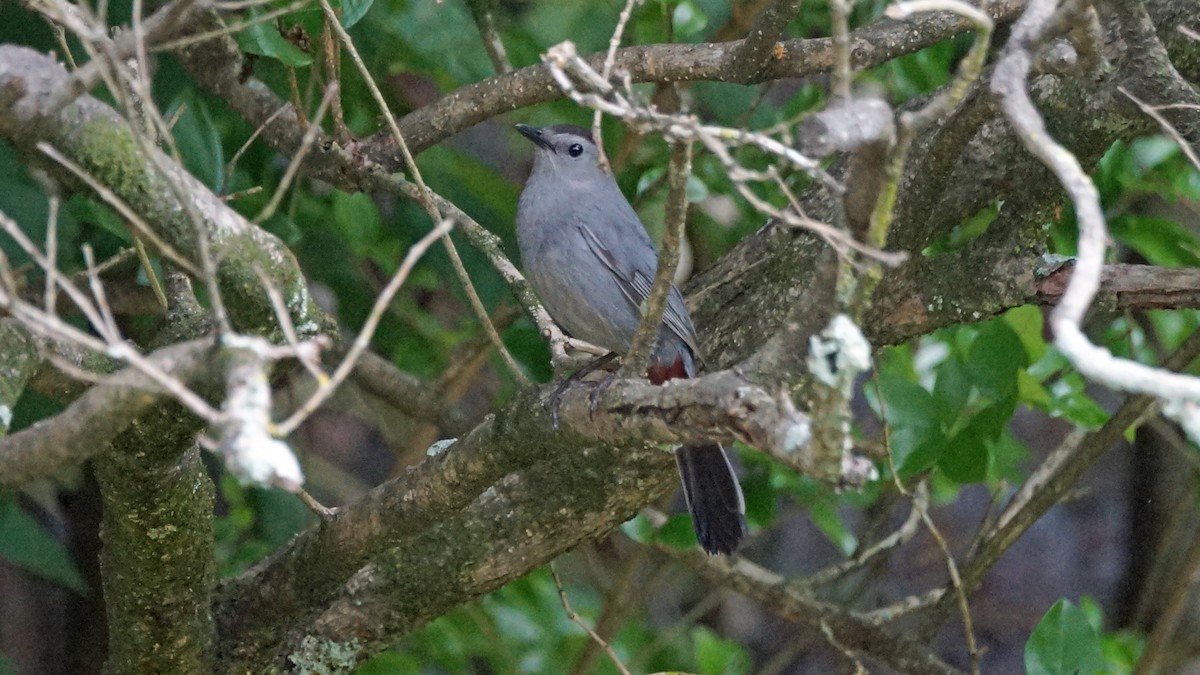 Pájaro Gato Gris - ML342618771