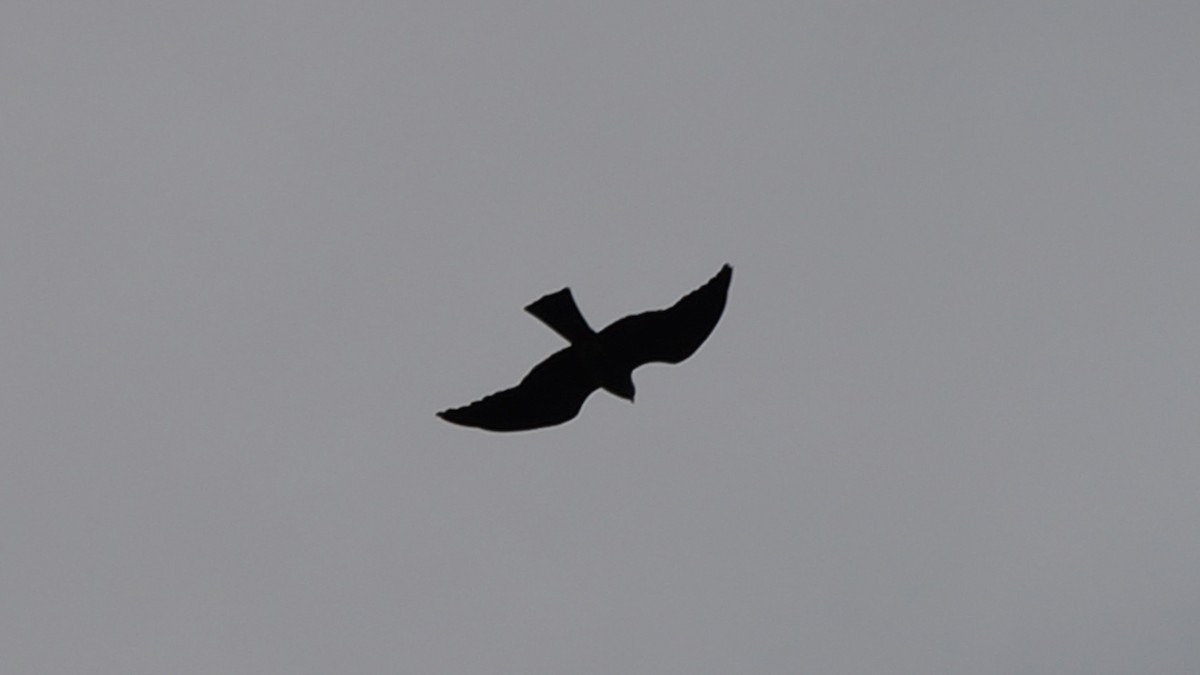 Mississippi Kite - ML342618911