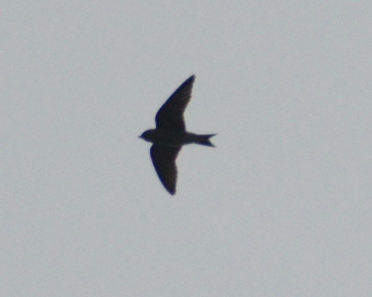 Purple Martin - ML342619471