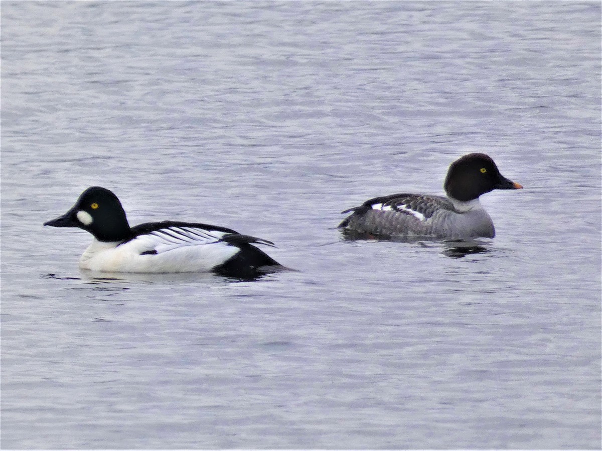 Common Goldeneye - Linda Browning