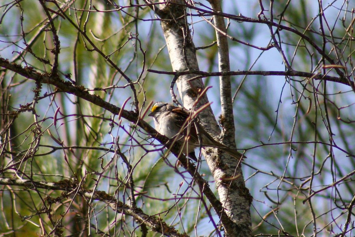 White-throated Sparrow - ML342619691