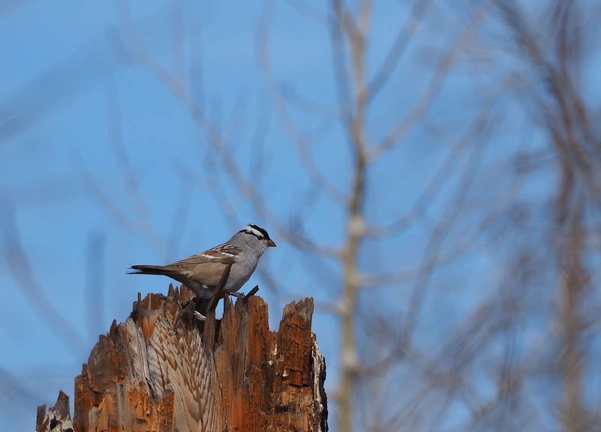 White-crowned Sparrow - ML342620541
