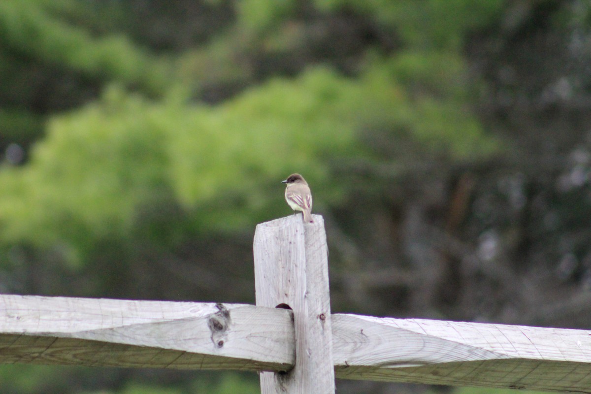 new world flycatcher sp. - ML342621401