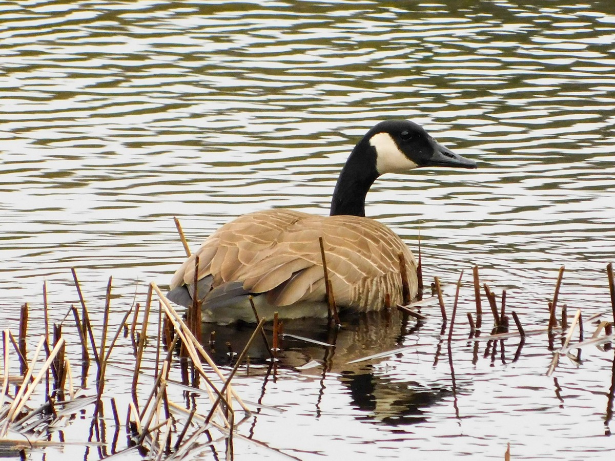 Canada Goose - ML342621561