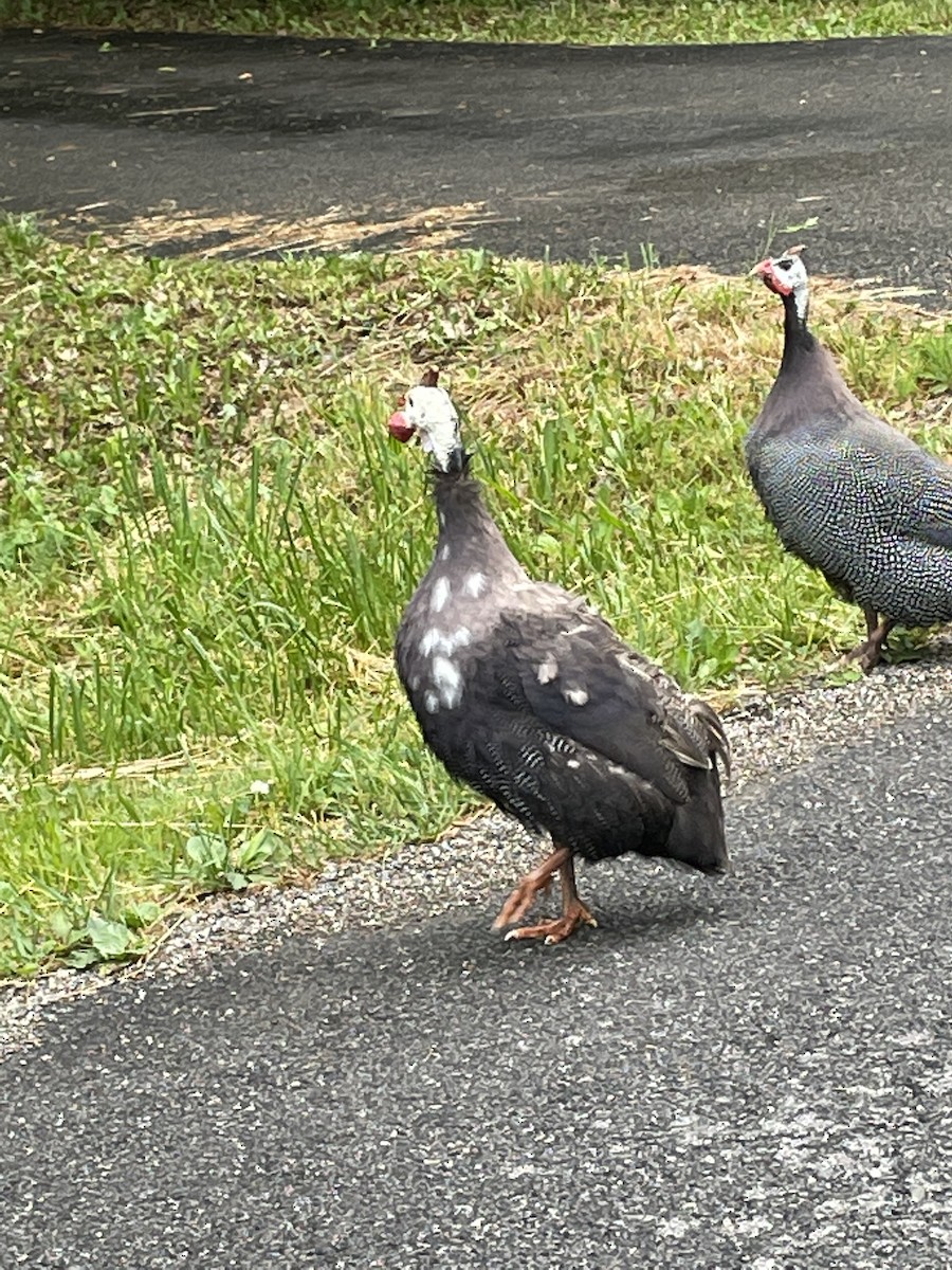 Helmeted Guineafowl (Domestic type) - ML342621951