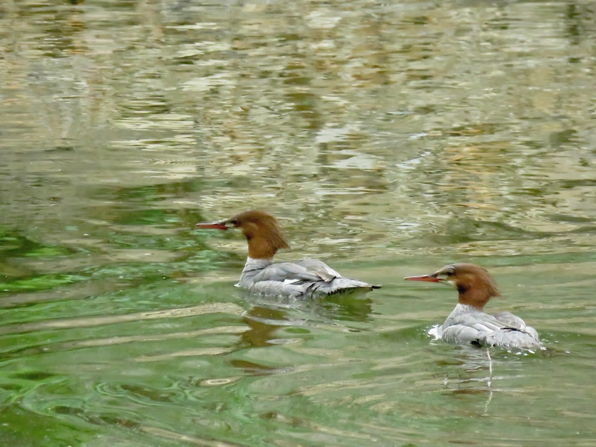 Common Merganser - ML342622051