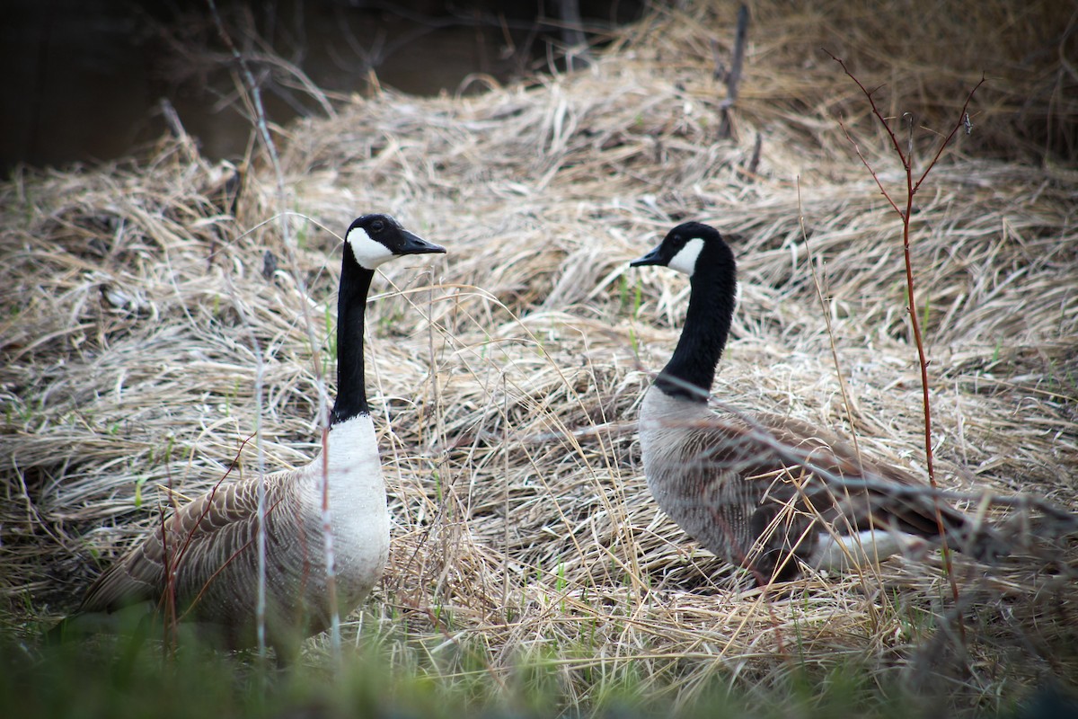 Canada Goose - ML342622681