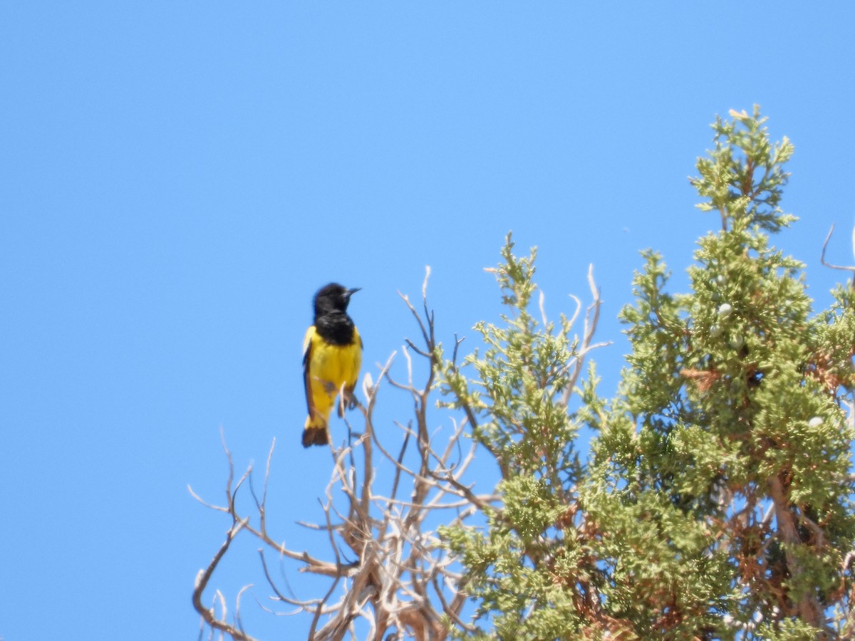 Oriole jaune-verdâtre - ML342622741