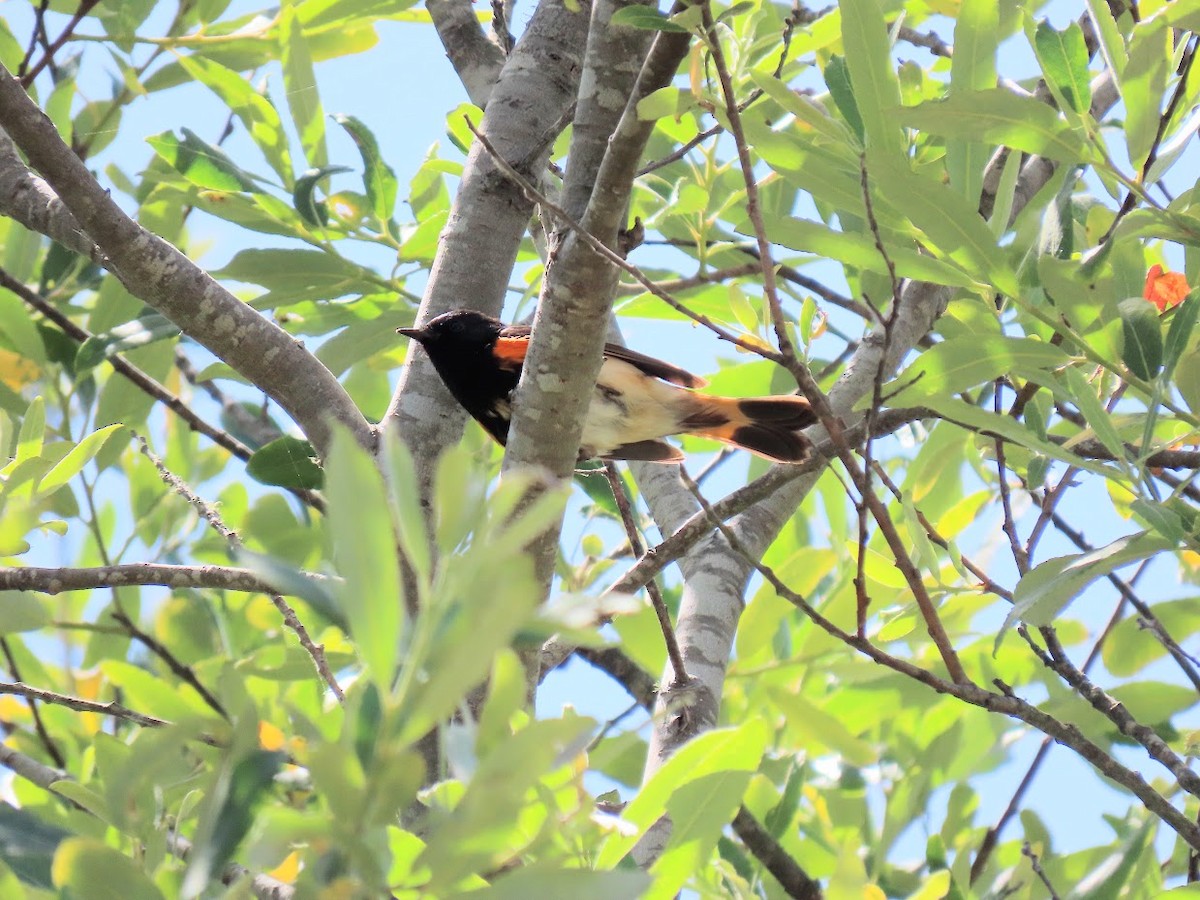 Paruline flamboyante - ML342622991