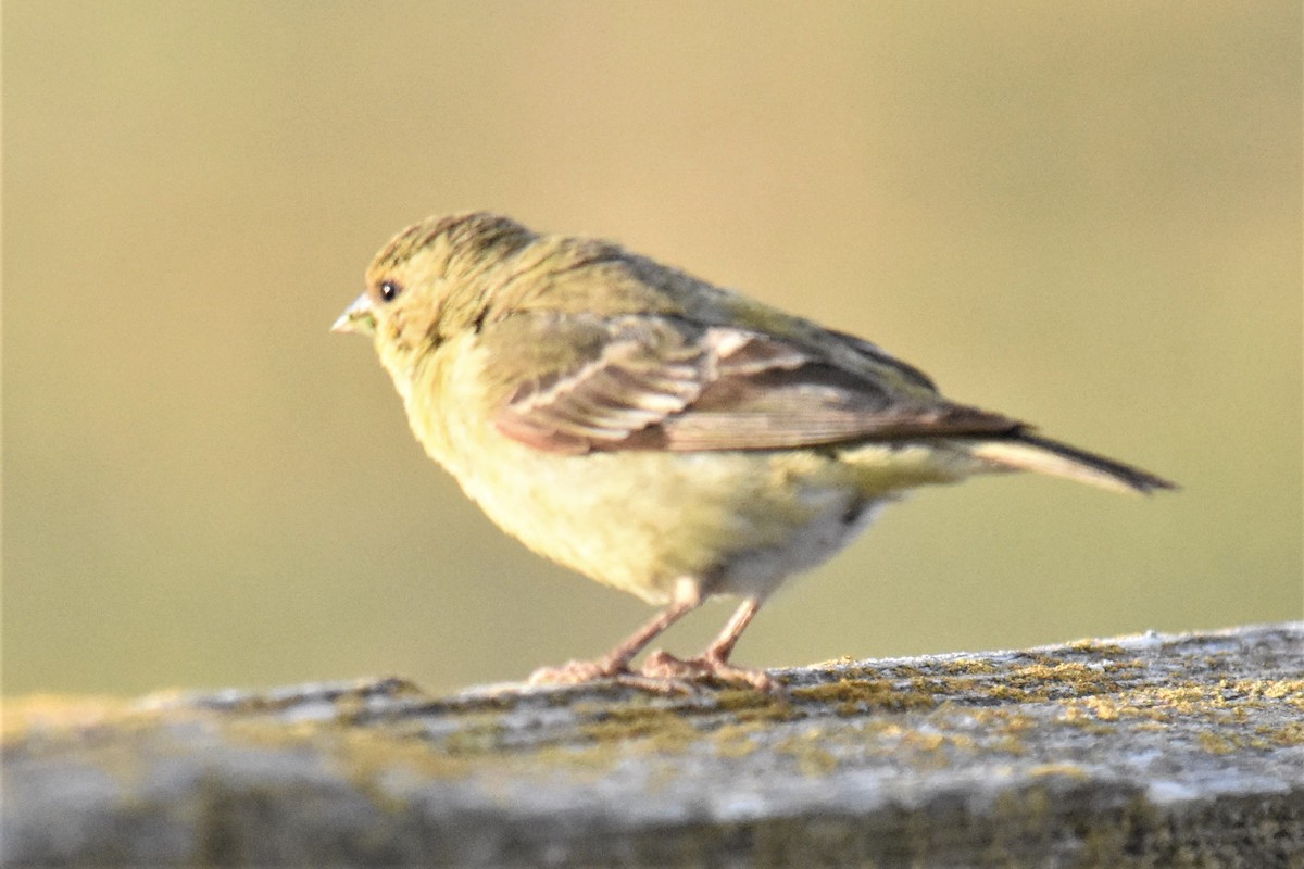 Lesser Goldfinch - ML342623491