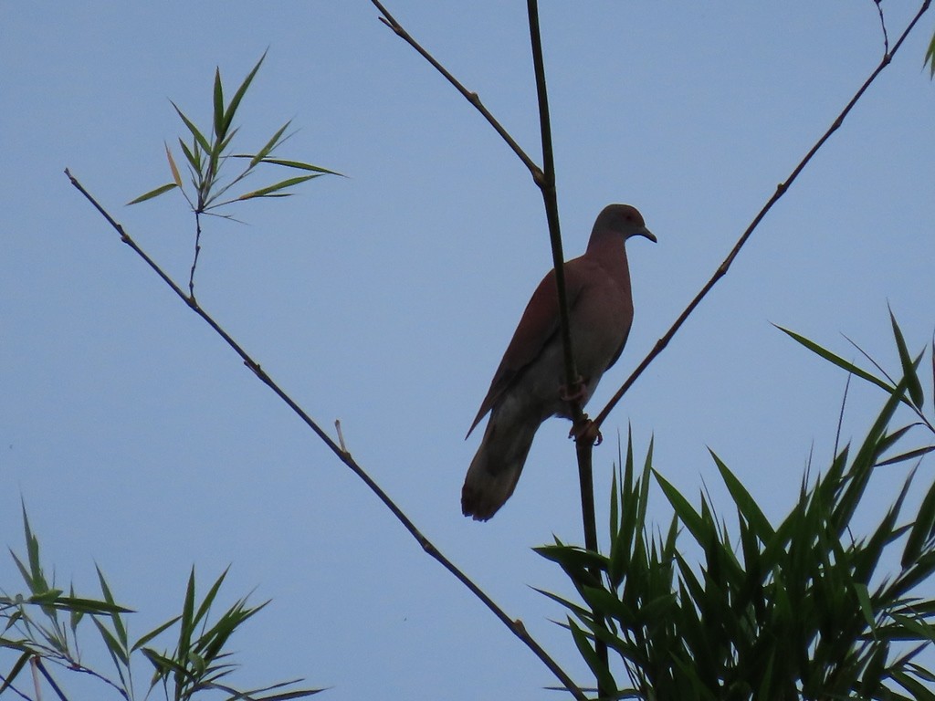 Plumbeous Pigeon - JOSE LEONIDAS AREVALO DIAZ