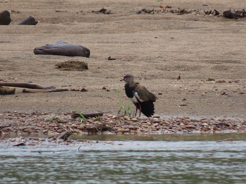 Southern Lapwing - ML342624251