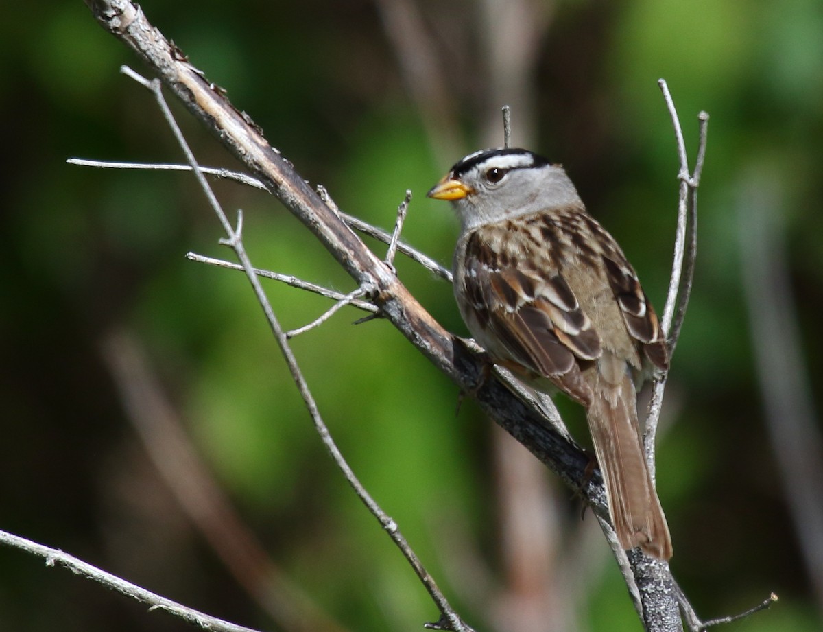 White-crowned Sparrow (pugetensis) - ML342624431