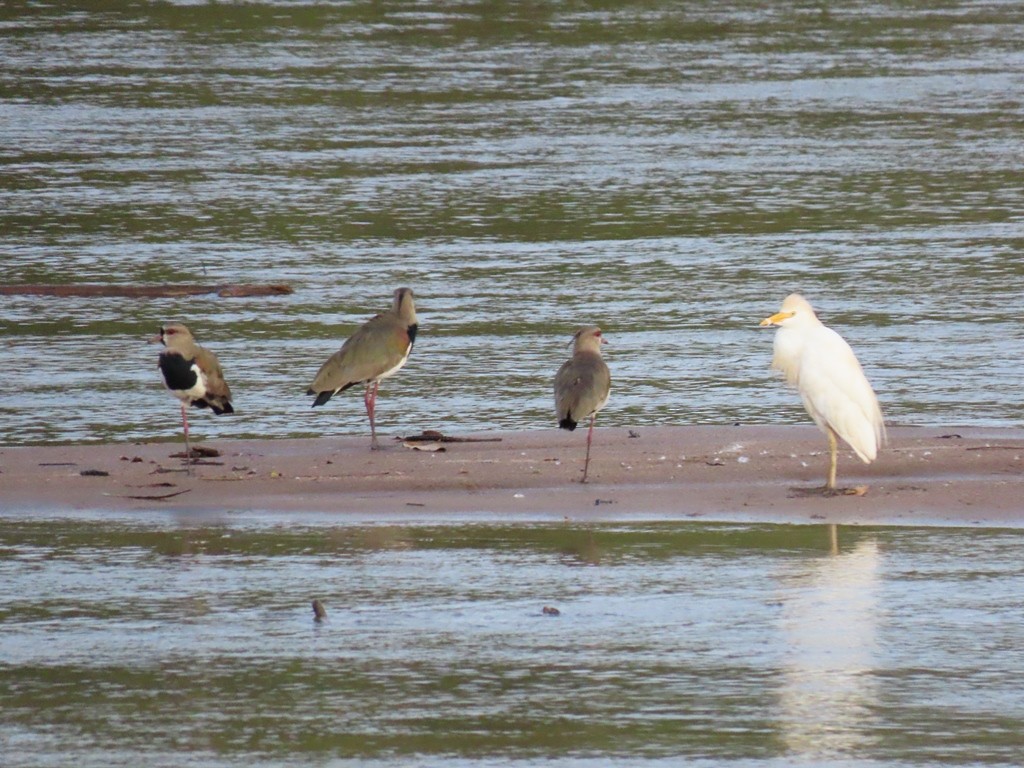 Southern Lapwing - ML342624471