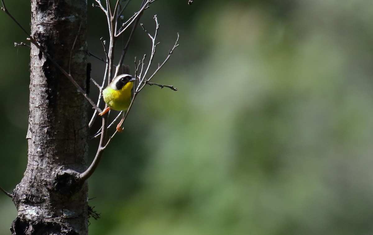 Common Yellowthroat - ML342624491