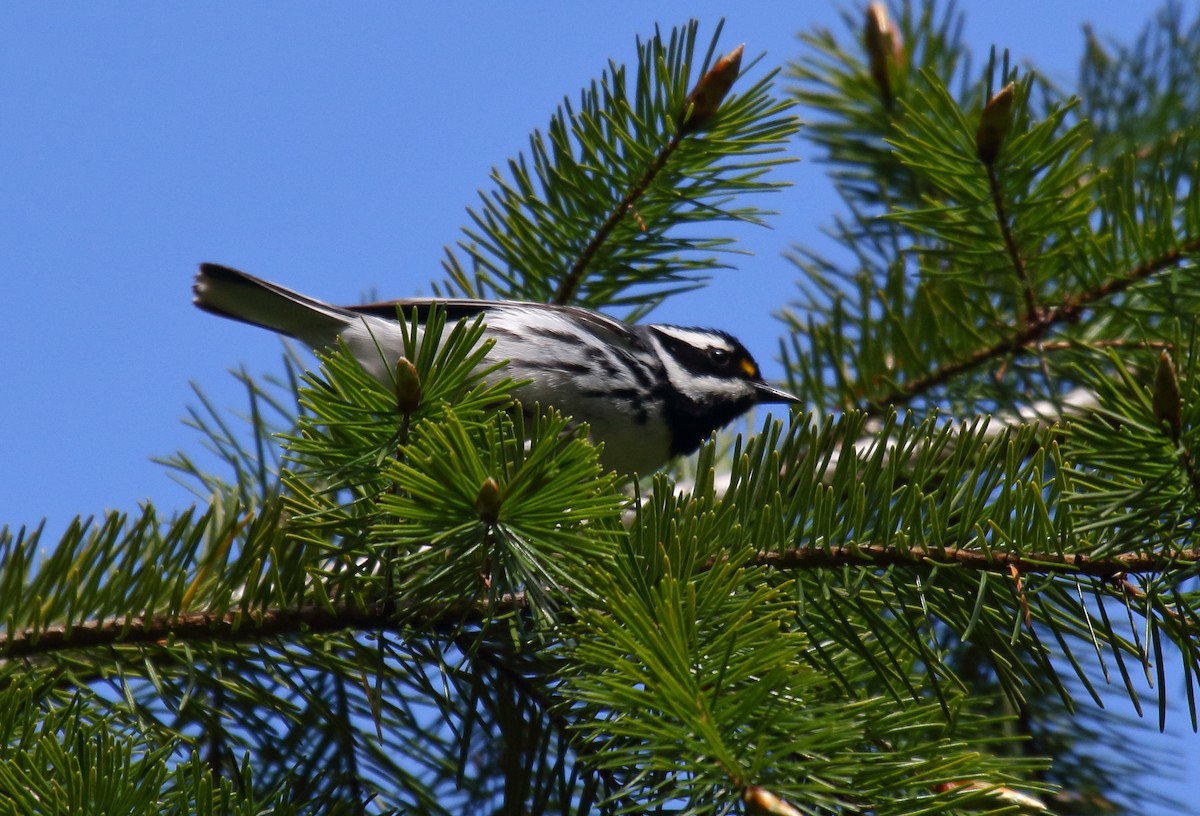 Black-throated Gray Warbler - ML342624581