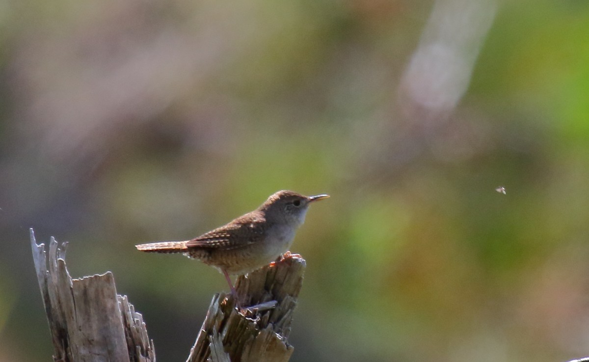 Northern House Wren - ML342624591