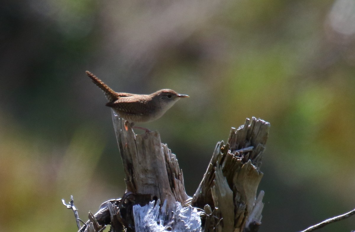 Northern House Wren - ML342624631