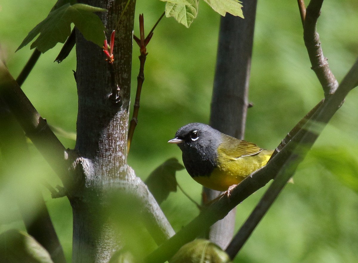 MacGillivray's Warbler - ML342624681