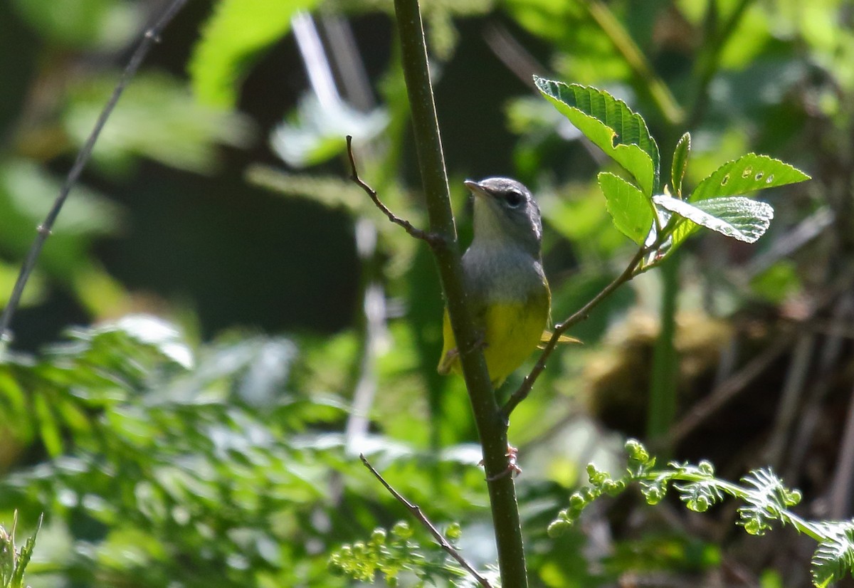 MacGillivray's Warbler - ML342624691