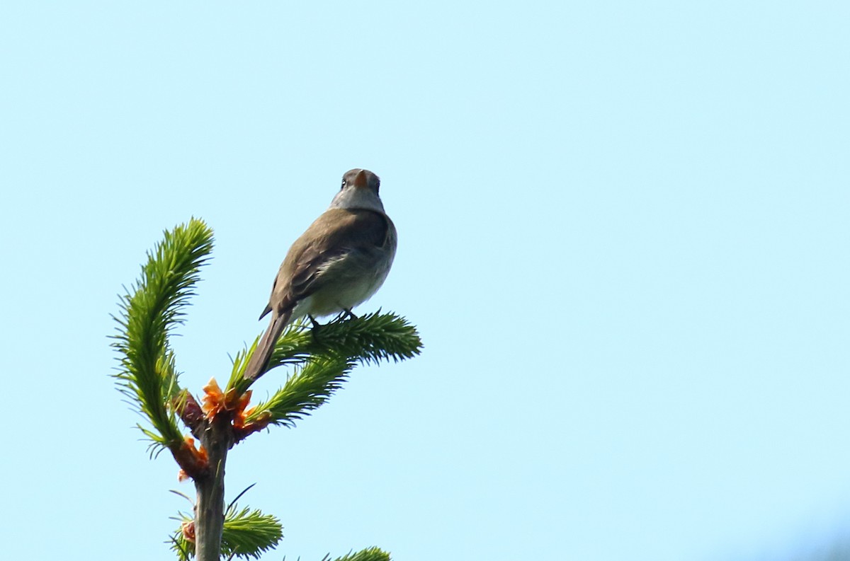 Willow Flycatcher - ML342624791
