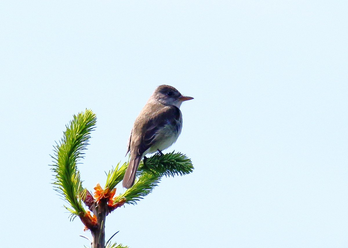Willow Flycatcher - ML342624801