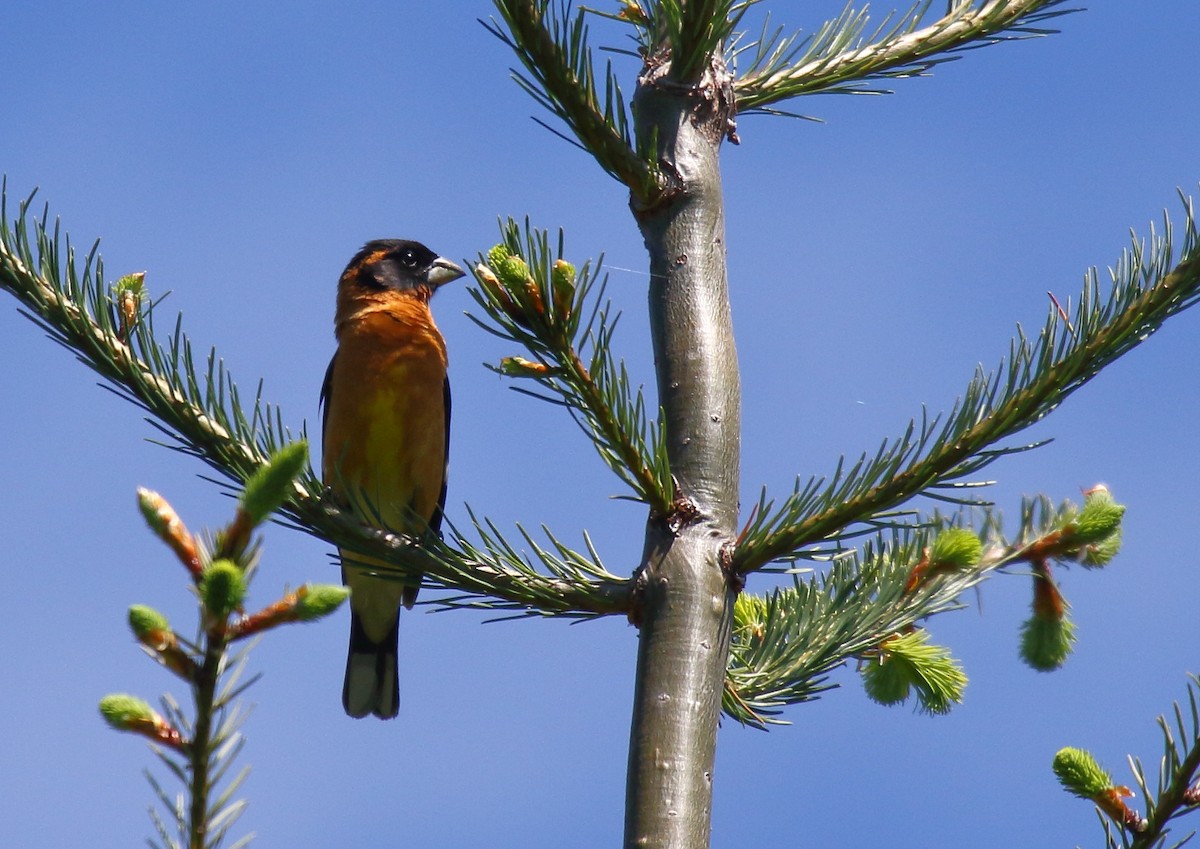 Black-headed Grosbeak - ML342624891