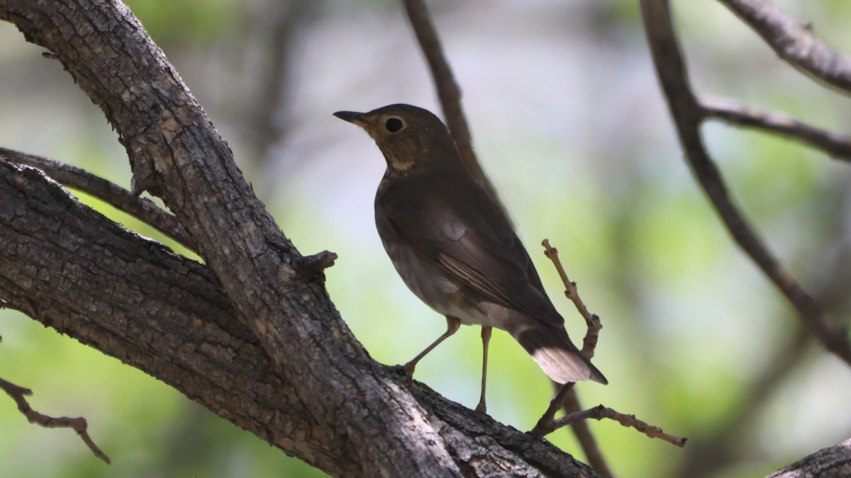 Swainson's Thrush - ML342625501