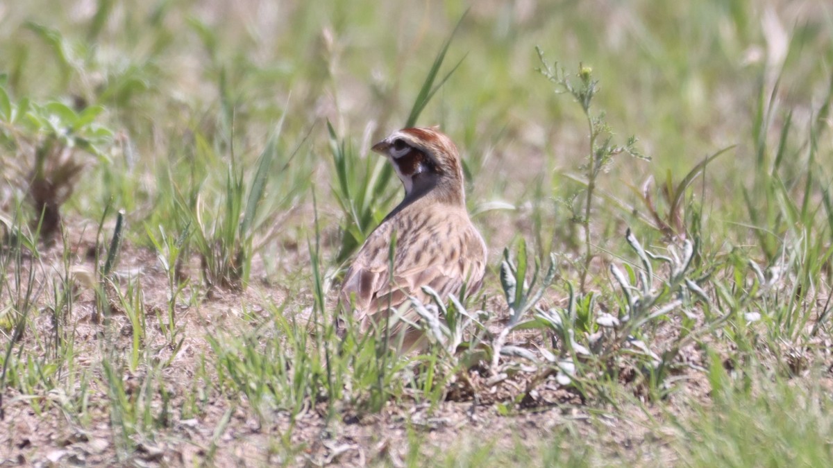 Lark Sparrow - Bez Bezuidenhout