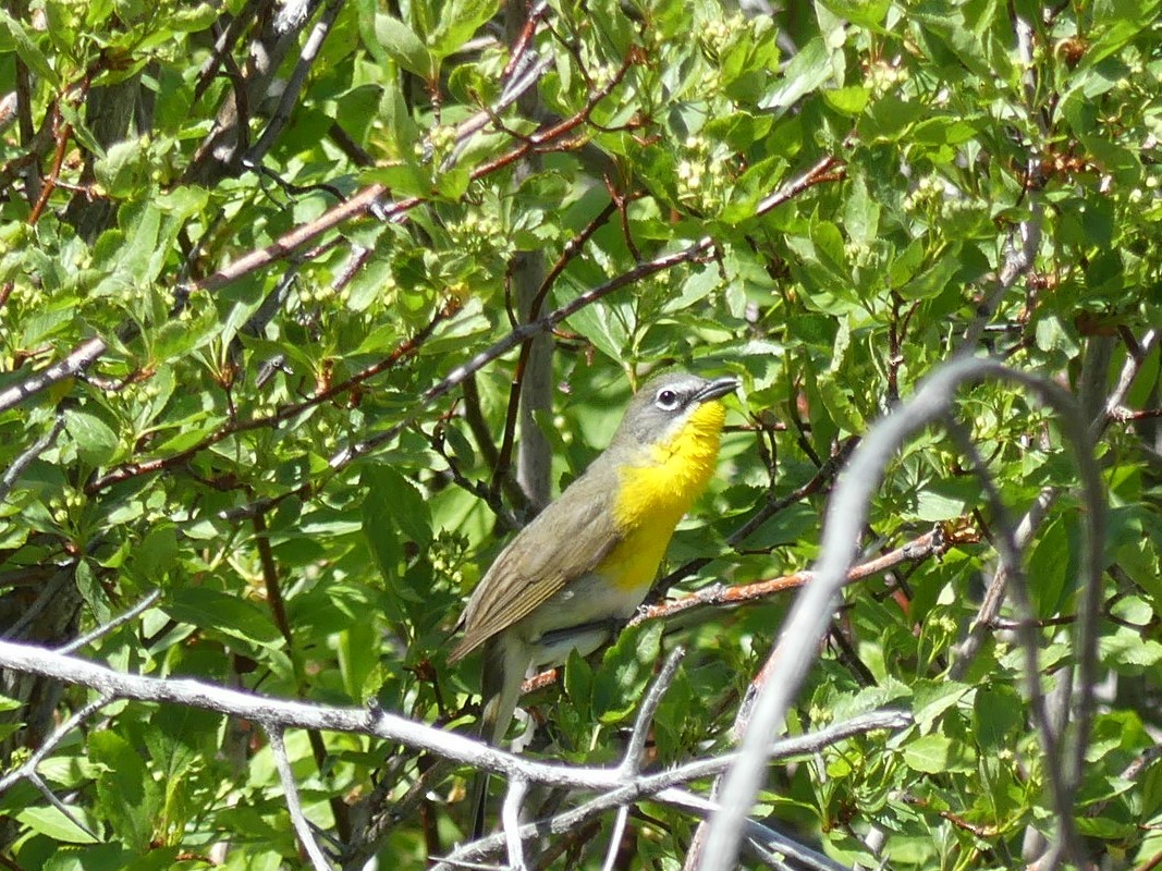 Yellow-breasted Chat - Jon Manwaring