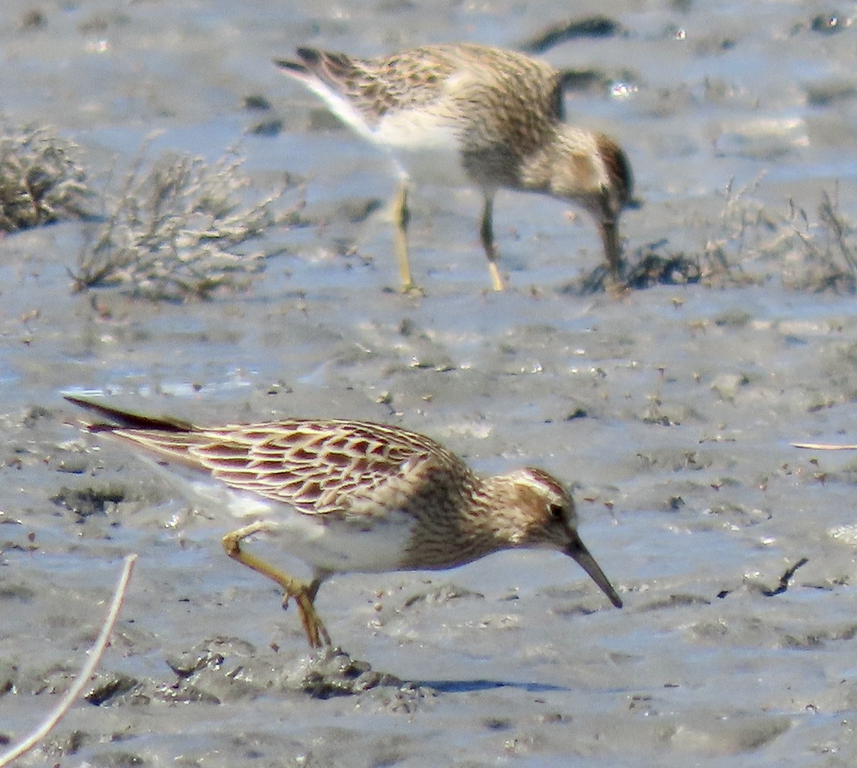 Pectoral Sandpiper - ML342626751