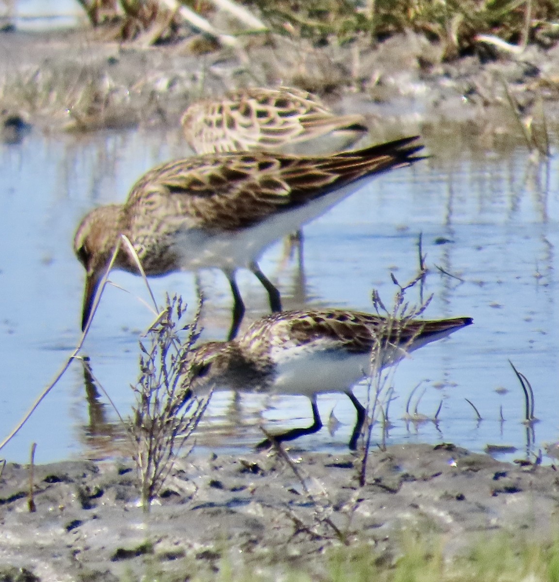 Pectoral Sandpiper - ML342626781