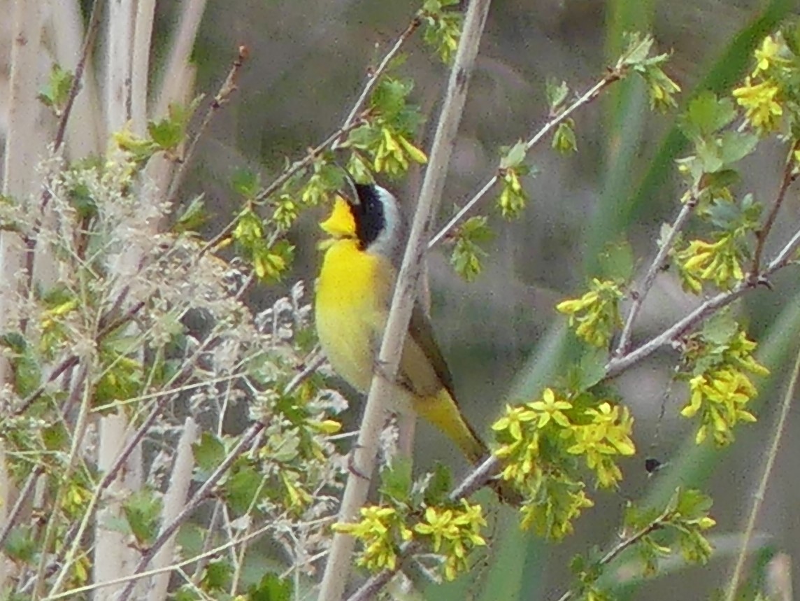 Common Yellowthroat - ML342627771