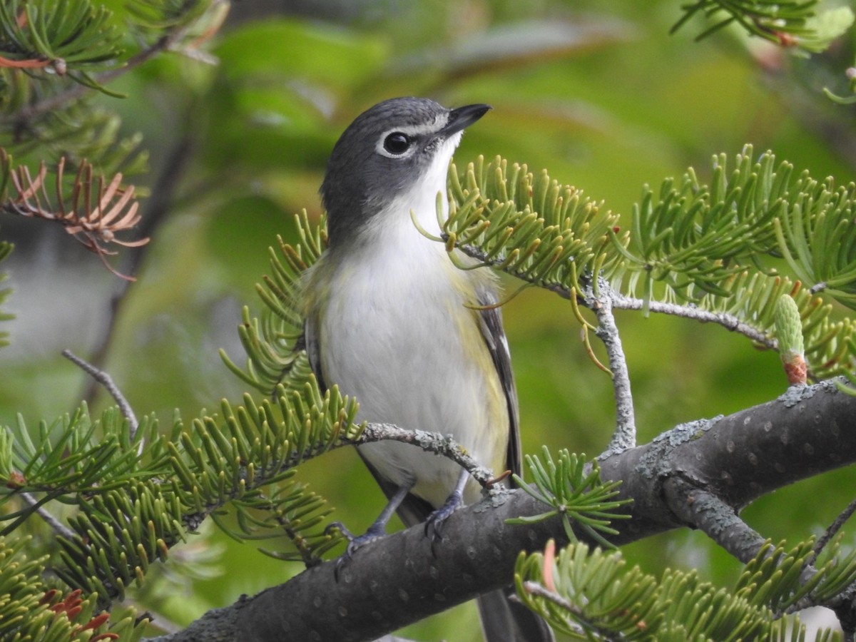 Blue-headed Vireo - ML342631511
