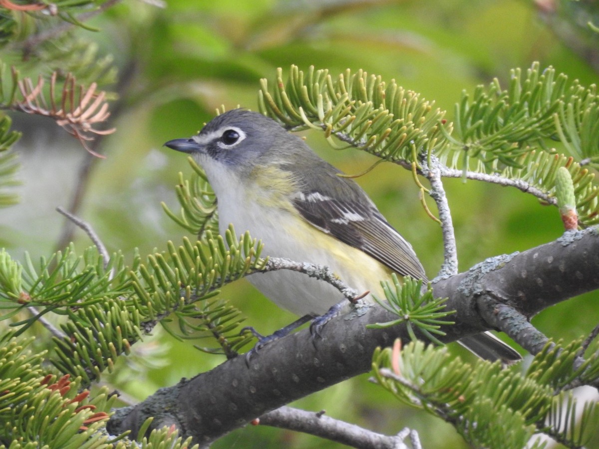 Blue-headed Vireo - ML342631521