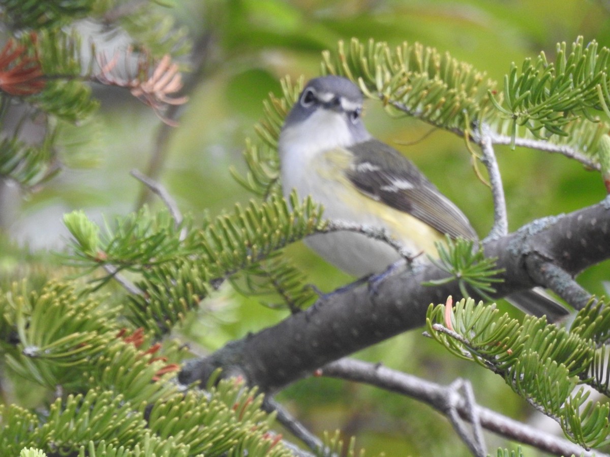 Blue-headed Vireo - ML342631551