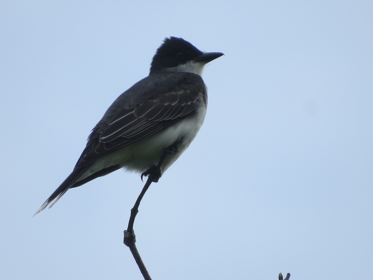 Eastern Kingbird - ML342631851