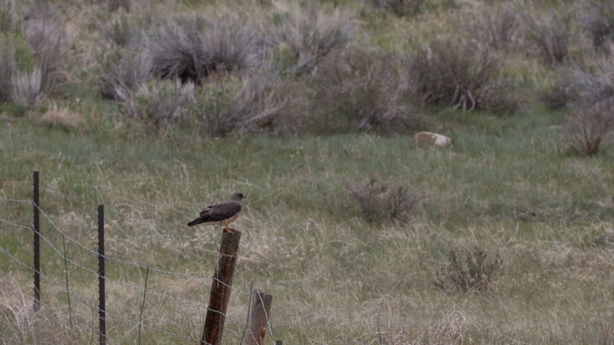 Swainson's Hawk - ML342632031