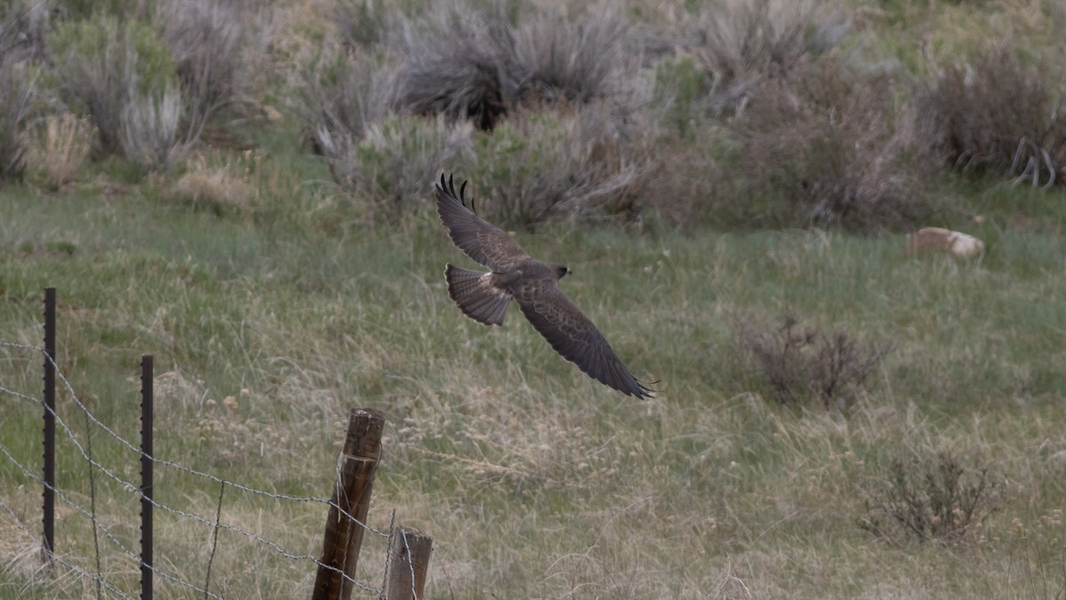 Swainson's Hawk - ML342632051