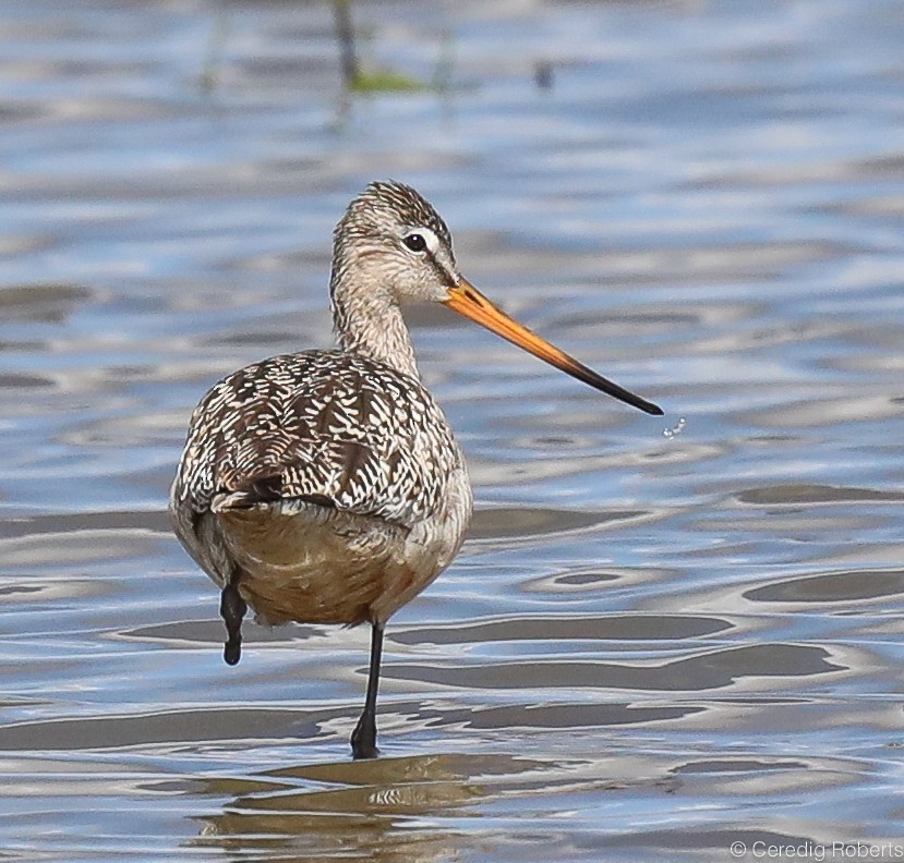 Marbled Godwit - Ceredig  Roberts