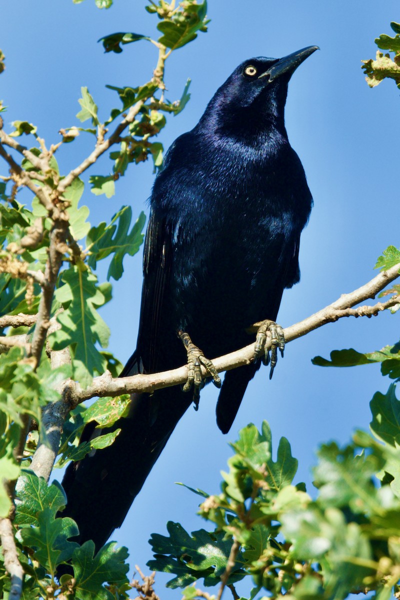 Great-tailed Grackle - ML342635901