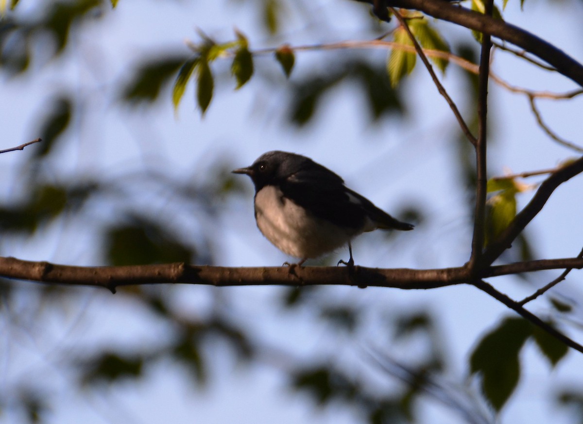 Black-throated Blue Warbler - ML34263611